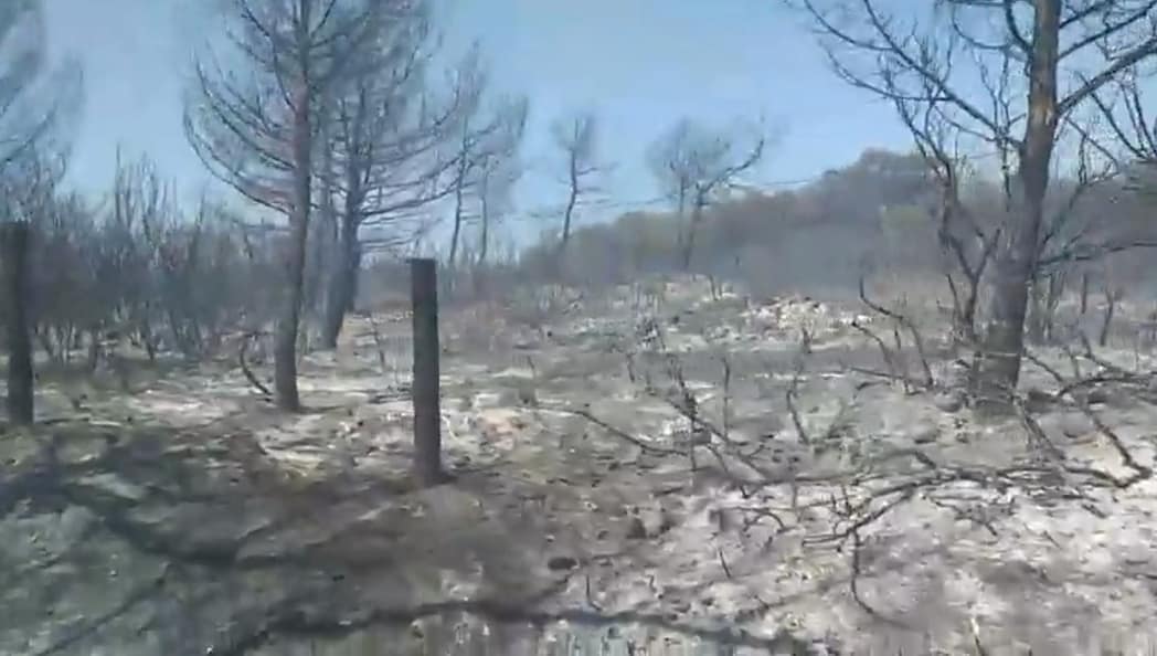 Çamlık Yandı, Canımız Yandı 1 ssaa