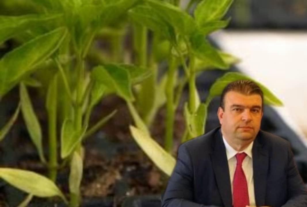 Seferihisar Belediyesi 50 bin Yerli Tohum Fide Dağıtacak 1 PicsArt 04 21 11.25.24