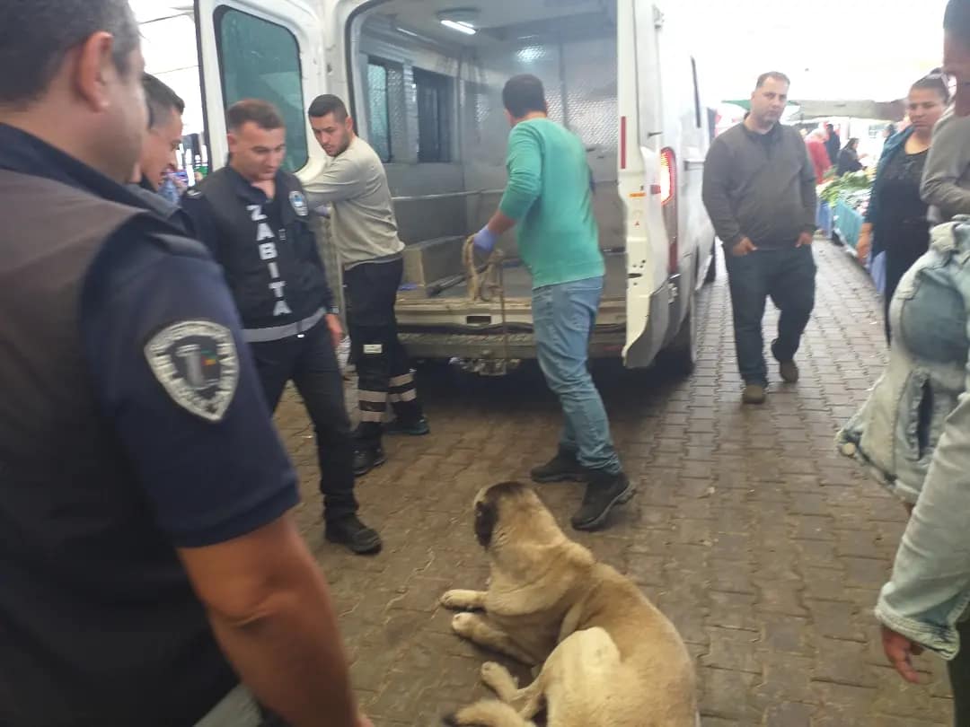 Can dostu hayatta tutmak için seferber oldular 1 IMG 20230505 122259 626