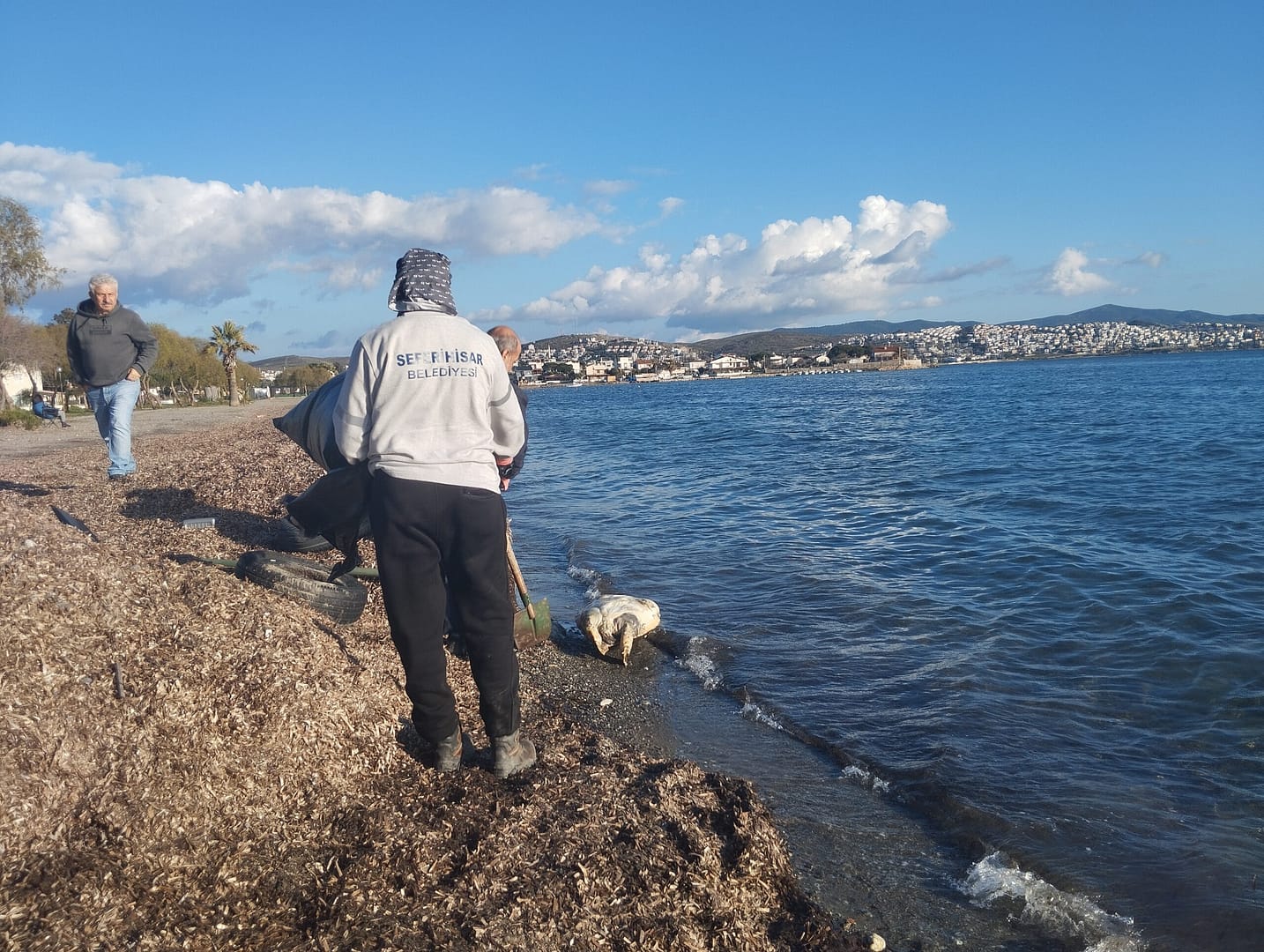 Akarca Caretta Caretta sahile vurdu 2 IMG 20250131 170153 scaled