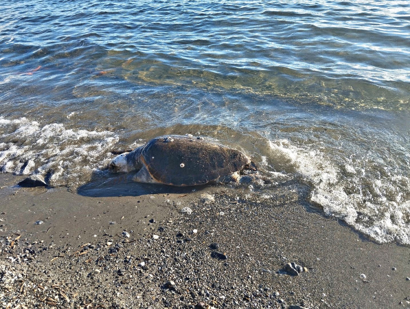 Akarca Caretta Caretta sahile vurdu 1 Picsart 25 02 01 12 02 01 546 scaled