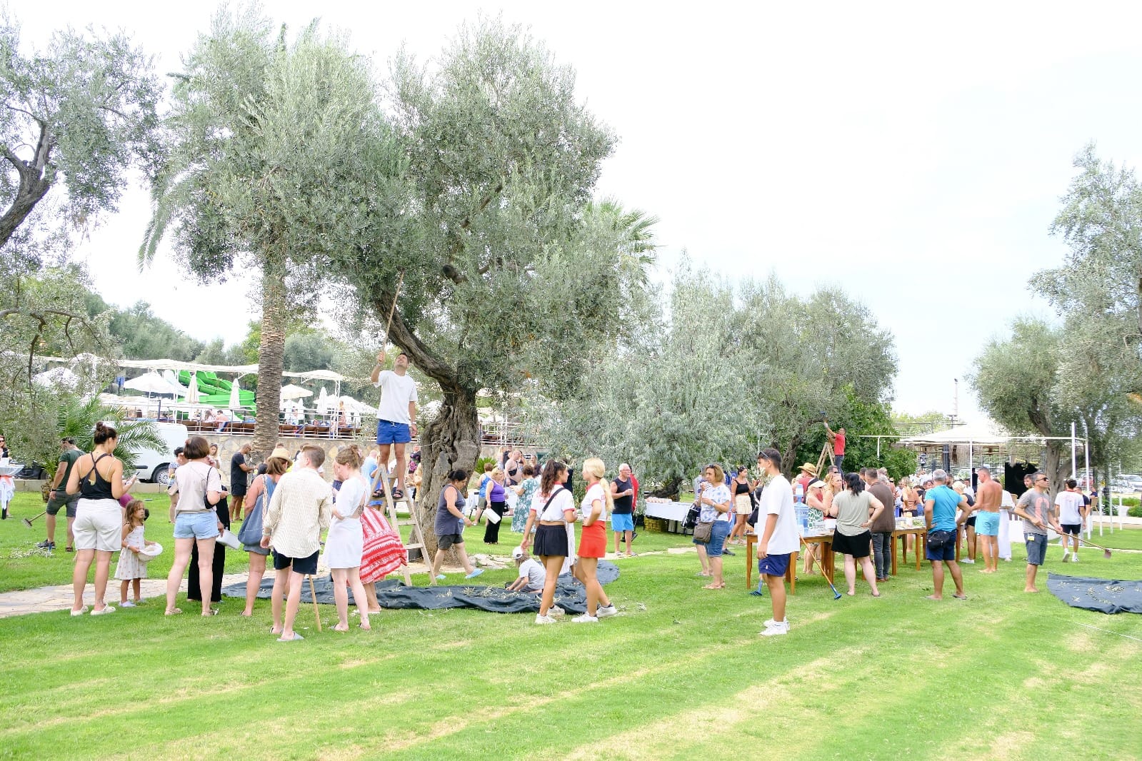 Seferihisar'da geleneksel Atlantis Olive Fest coşkusu 3 1000154624