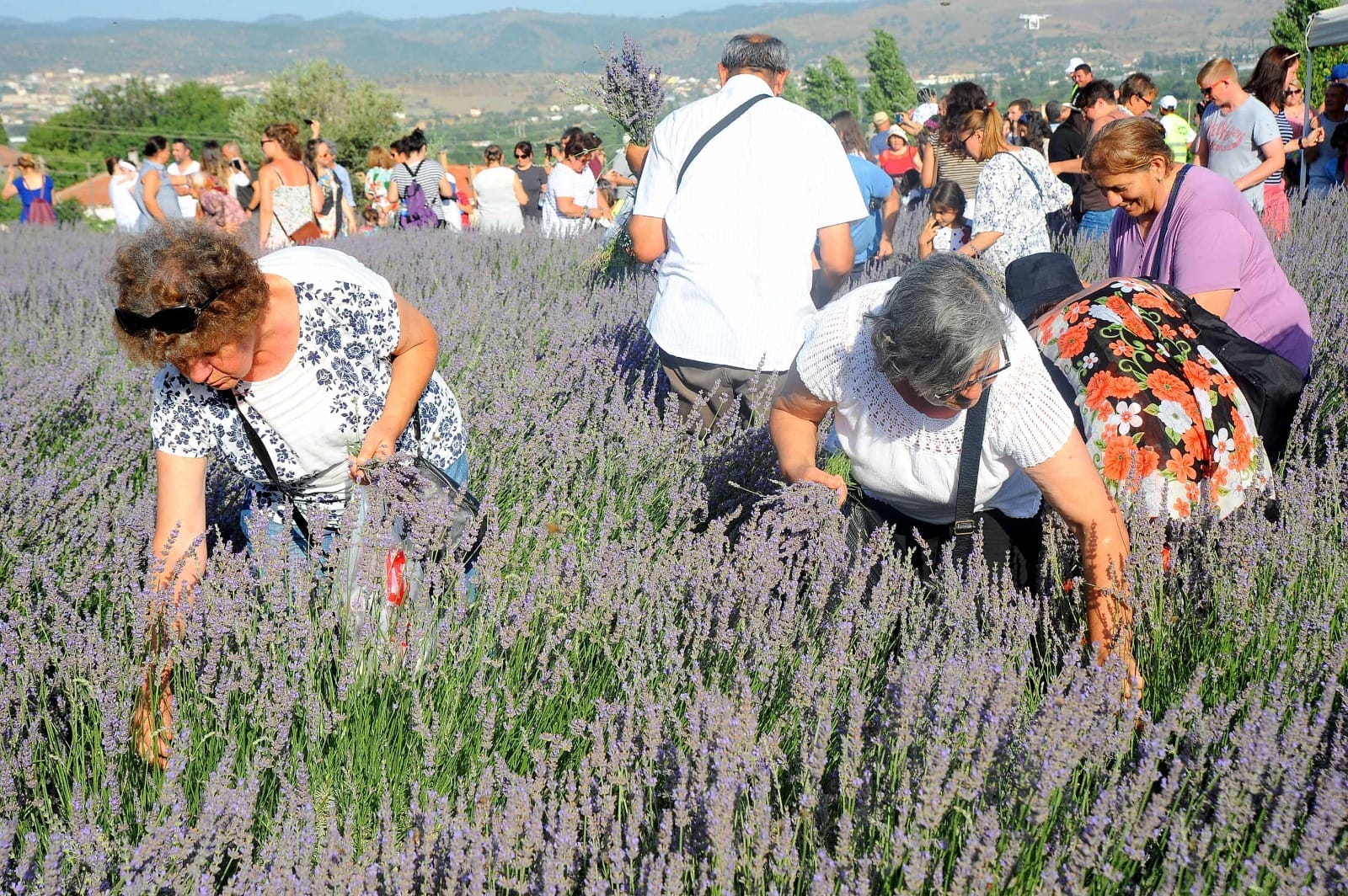 Seferihisar'da lavanta hasadı başlıyor 2 1000135236