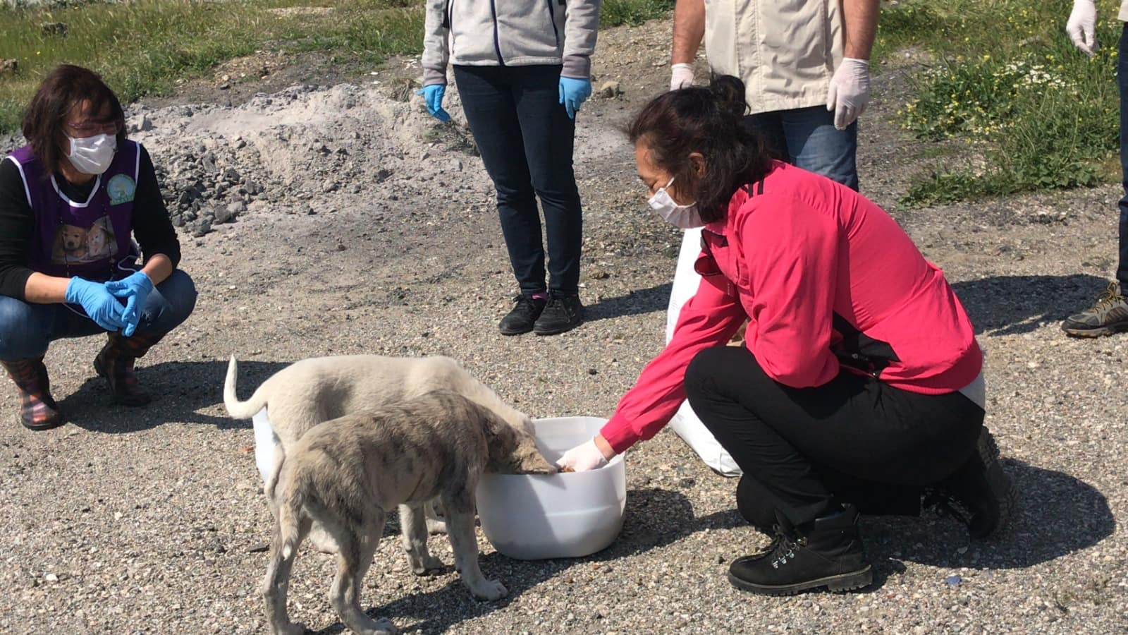 Seferihisar'da Sokak Hayvanları Güvende 2 IMG 20200412 WA0031