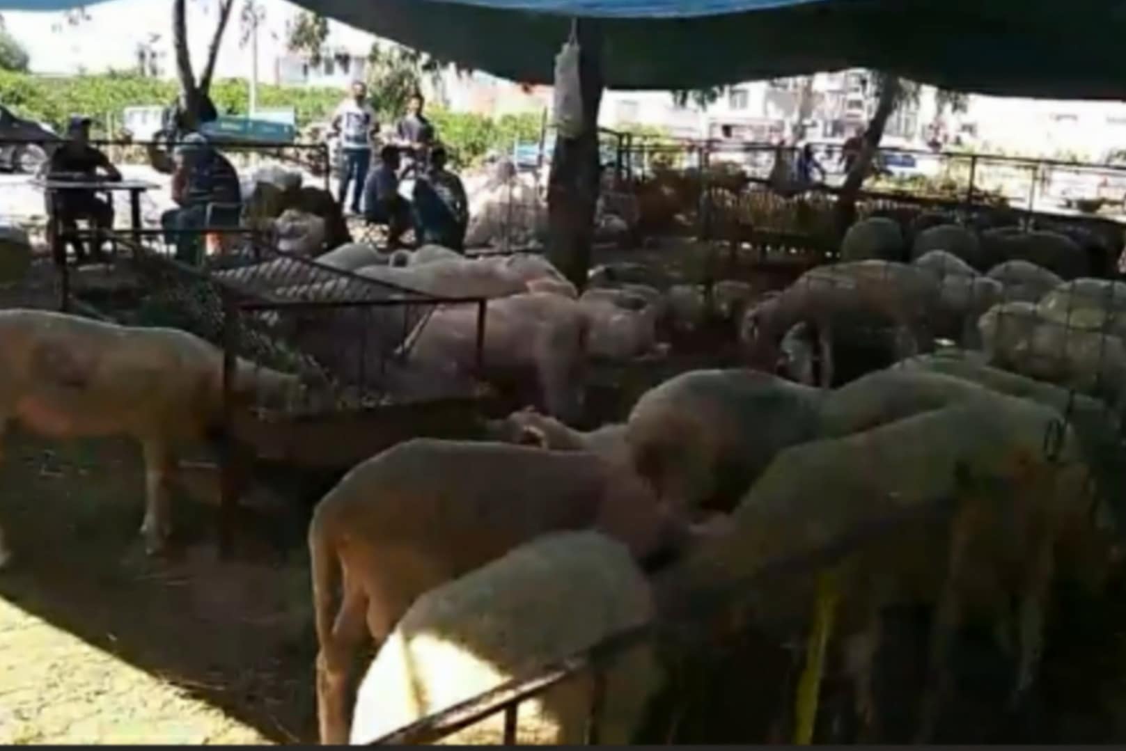 Seferihisar Kurban Pazarı Arife Gününe Hazır 1 PicsArt 07 19 06.26.19