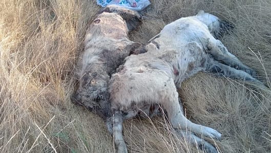 Seferihisar'da Sokak Hayvanları Zehirlenerek Öldürüldü 1 09bd3b62 a984 48ce 9b7c eb47286afeb1 740x420 1