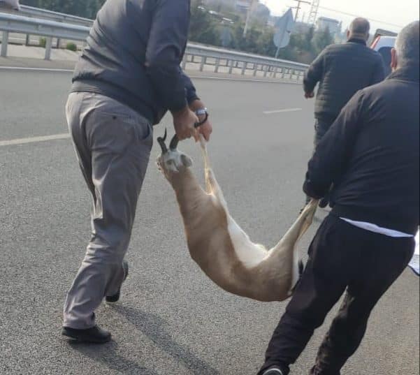 Bu Şahıslar Nerede? Yaralı Ceylana Ne Oldu? 3 20201129 230116 e1606743595711