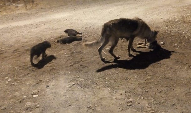 Seferihisar bu vicdansızı konuşuyor. Sehayder harekete geçti 1 67790920 2320077848047873 2780727329700184064 n