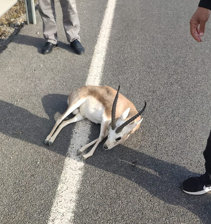 Bu Şahıslar Nerede? Yaralı Ceylana Ne Oldu? 2 20201129 225845