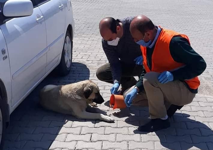 Vefa Grubundan Sokak Hayvanlarına Hergün Destek 1 20200425 153027