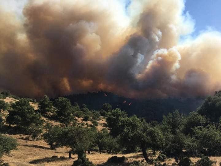 Bir mangal keyfi Kavakdere ve Orhanlı'yı kül etti 1 FB IMG 1562543341139