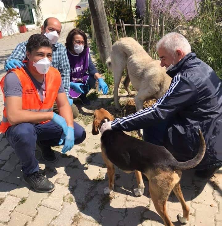 Sokak Hayvanları için İlçe Tarım ve Sehayder Elele 1 20200419 133935