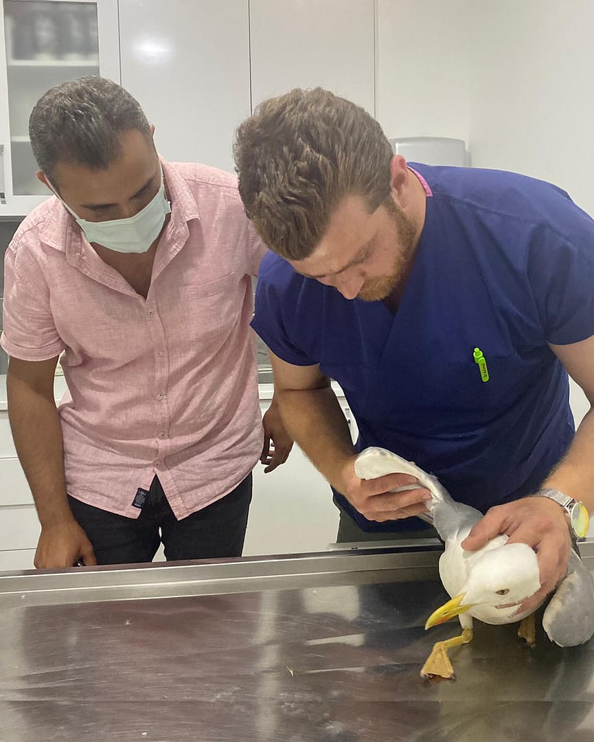 Seferihisar'da Yaralı Martıyı Polisler Kurtardı 2 1 2